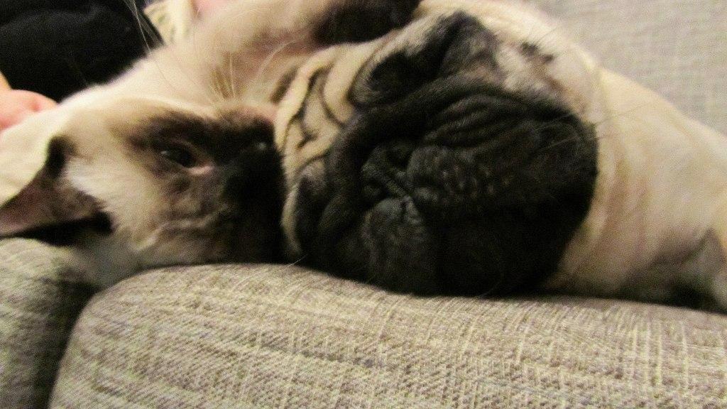 Blanding af racer Anton billede 11