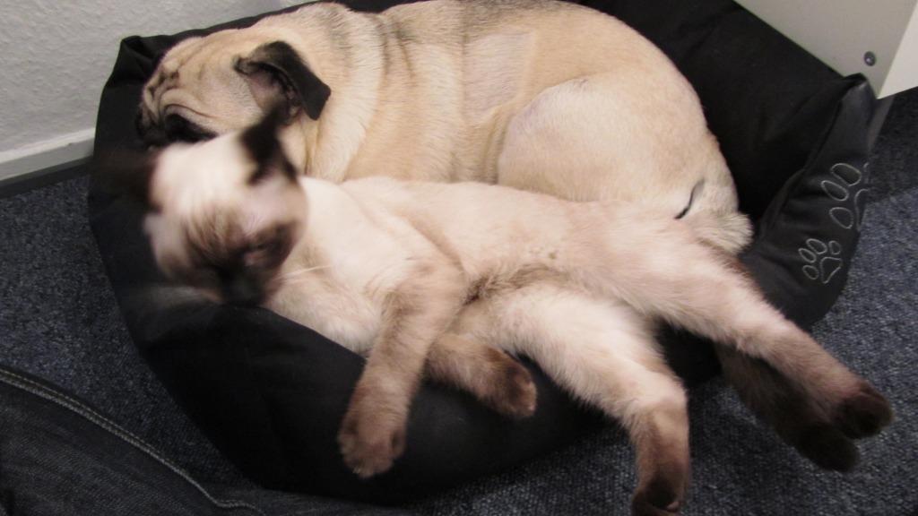 Blanding af racer Anton billede 12