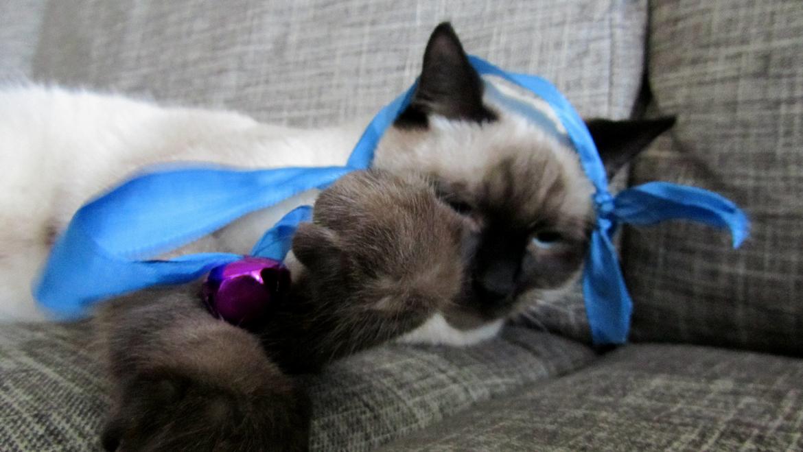 Blanding af racer Anton billede 13