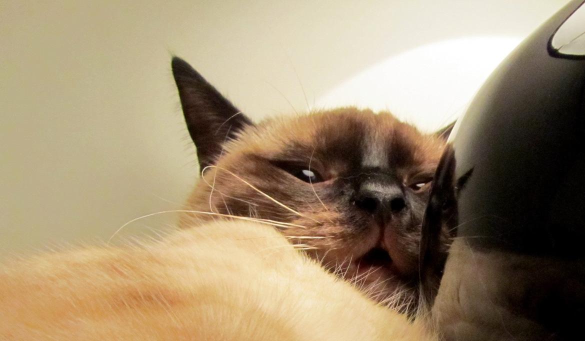 Blanding af racer Anton billede 14