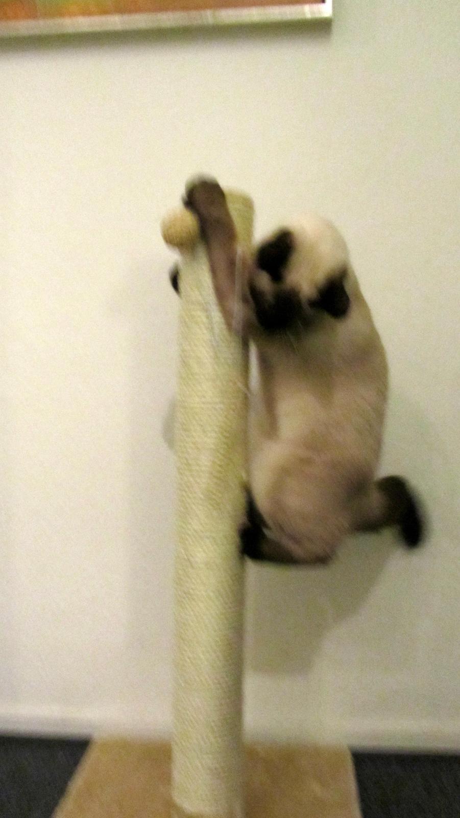 Blanding af racer Anton billede 15