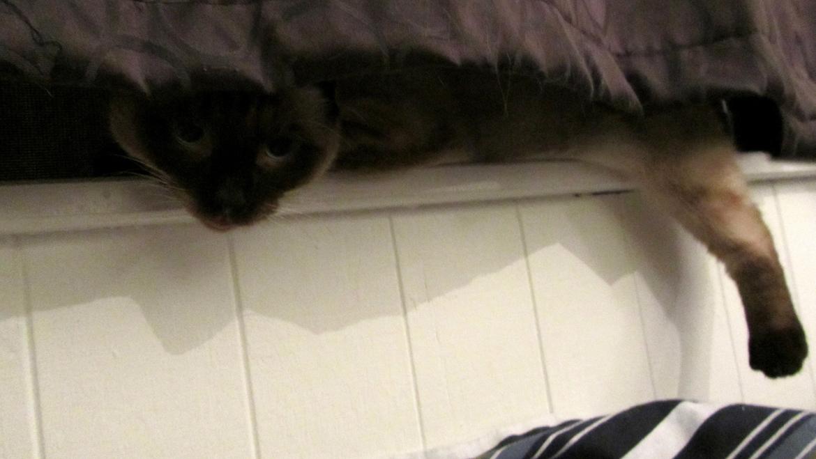 Blanding af racer Anton billede 16