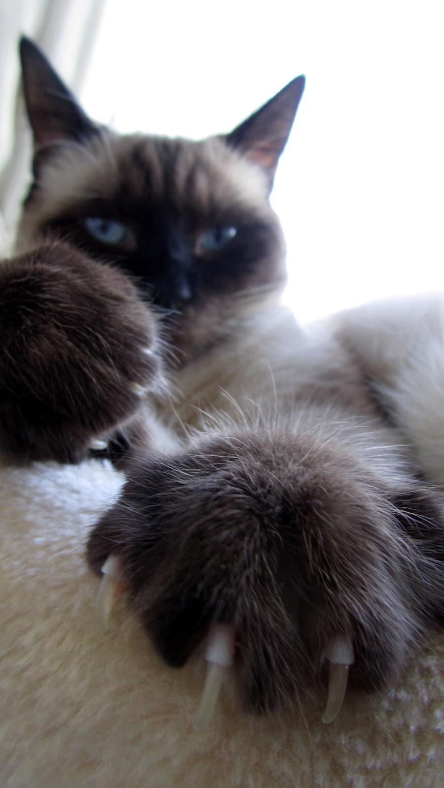 Blanding af racer Anton billede 18