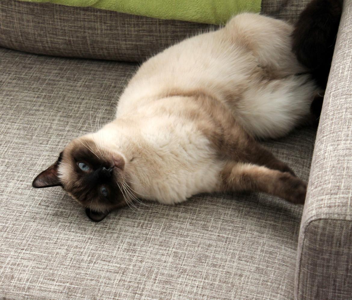 Blanding af racer Anton billede 19