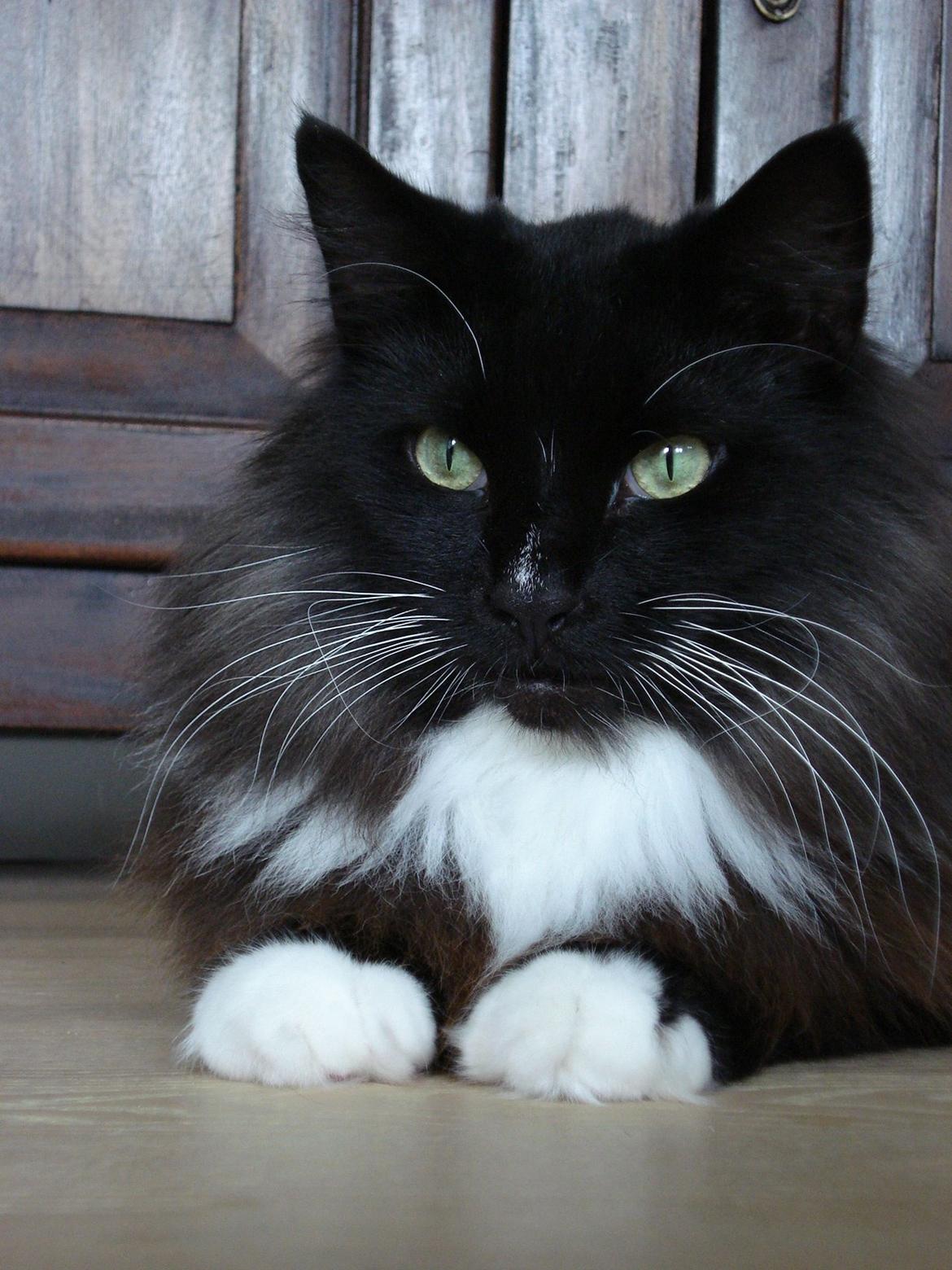 Norsk Skovkat * JACK/ MICHAEL JACKSON* billede 8