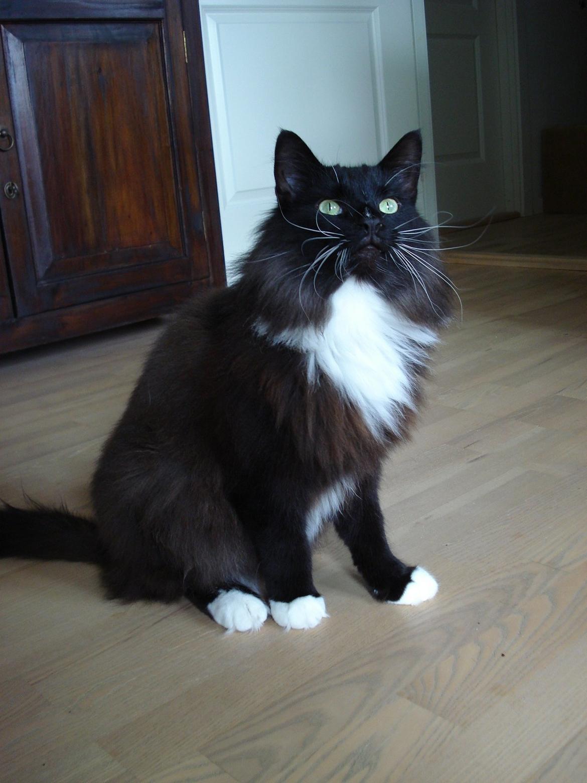 Norsk Skovkat * JACK/ MICHAEL JACKSON* billede 9