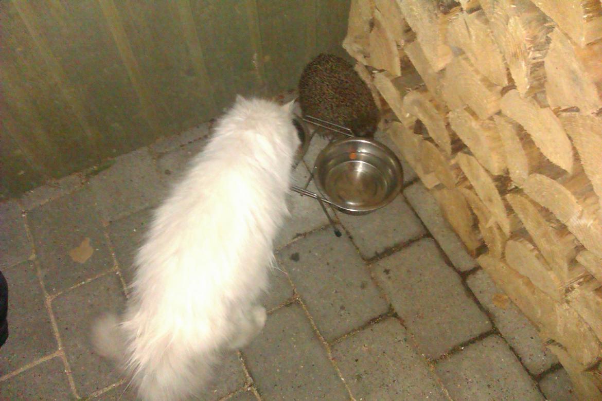 Perser Bonna´s Snow Jason † R.I.P. 2011 - jason sammen med pindsvinet fnuggy :-) billede 11