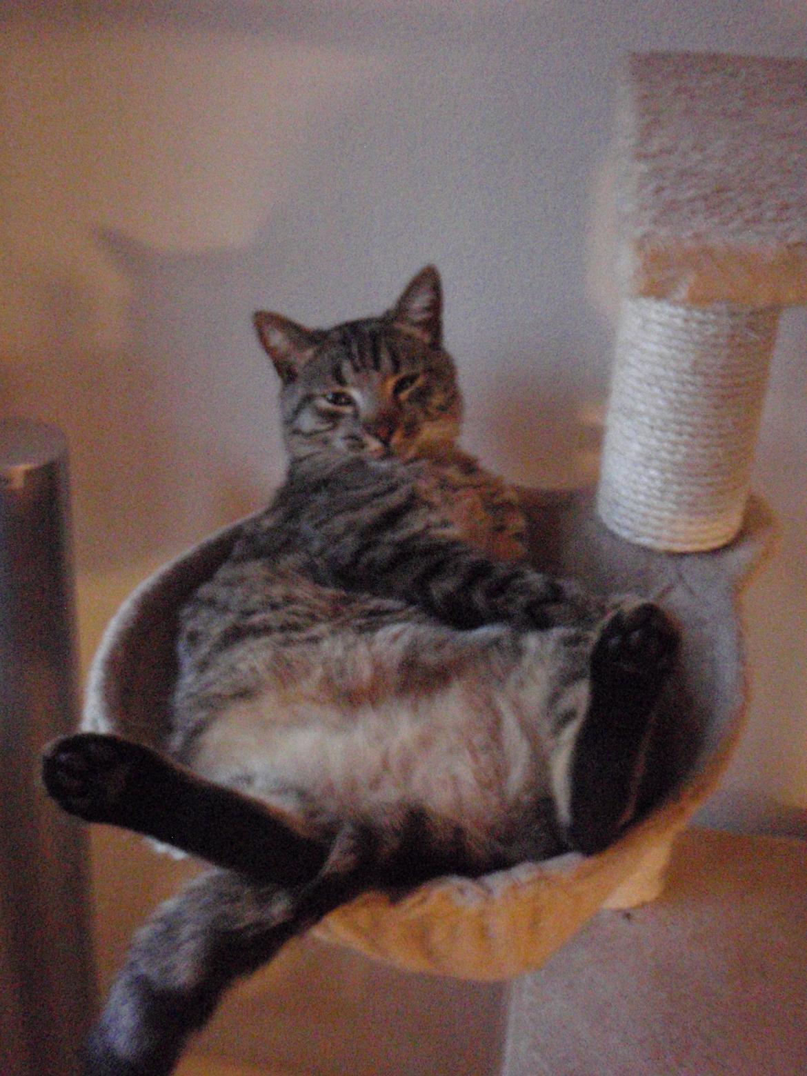 Blanding af racer Asti billede 13