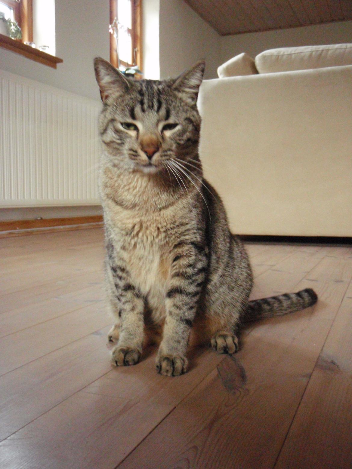 Blanding af racer Asti billede 14