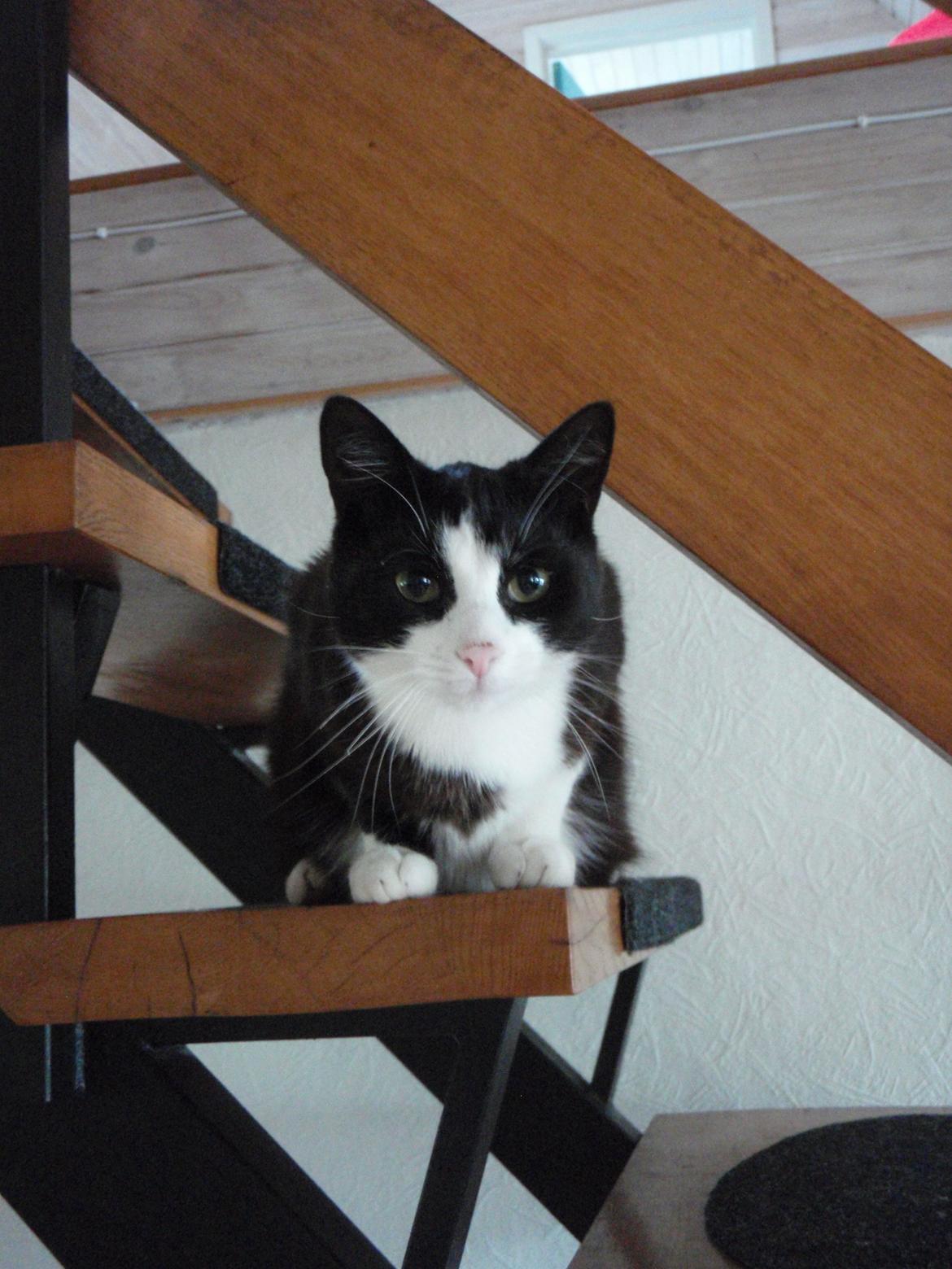 Blanding af racer Malibu billede 12