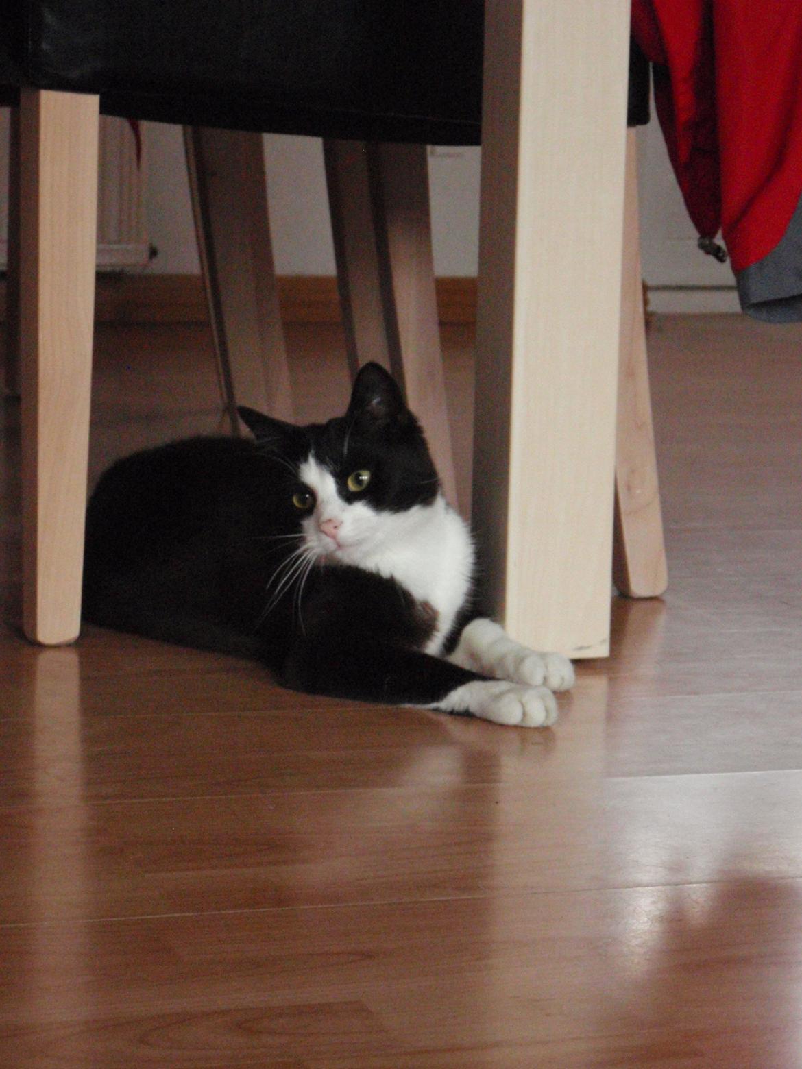 Blanding af racer Malibu billede 13