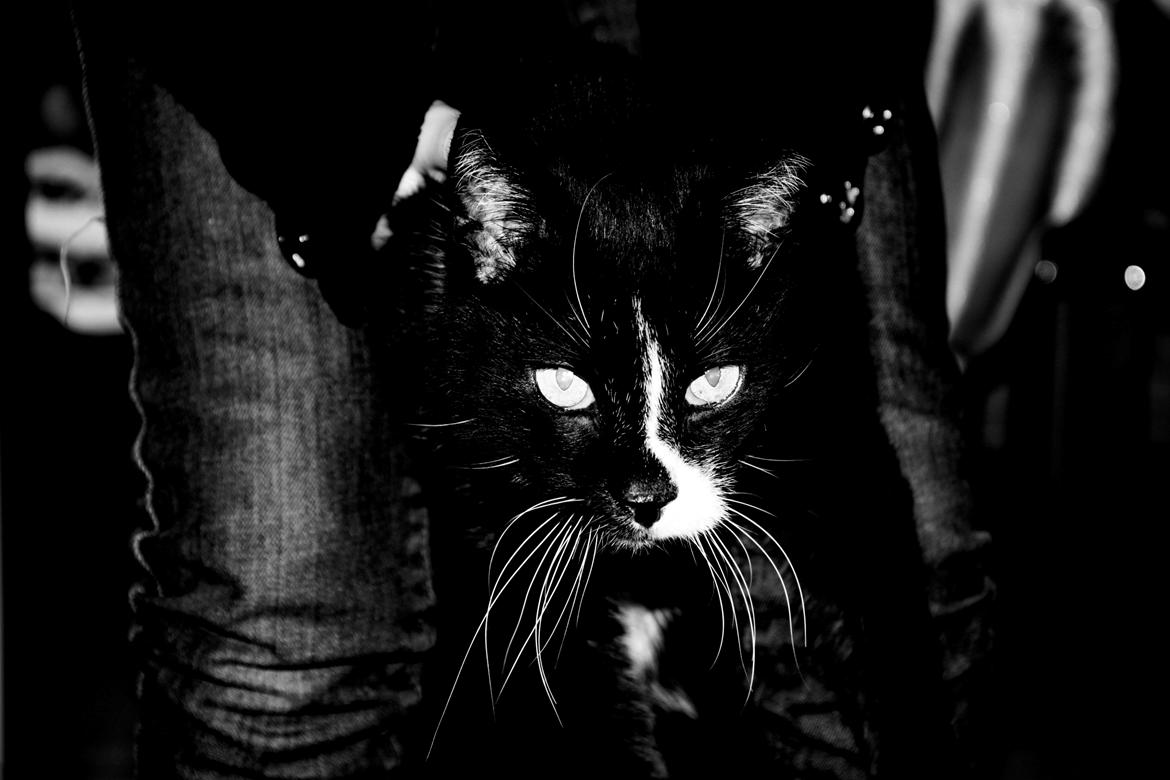 Huskat Schubert - Vinter 2011 - Schubert er her 16 år og stadig ved godt helbred. billede 1