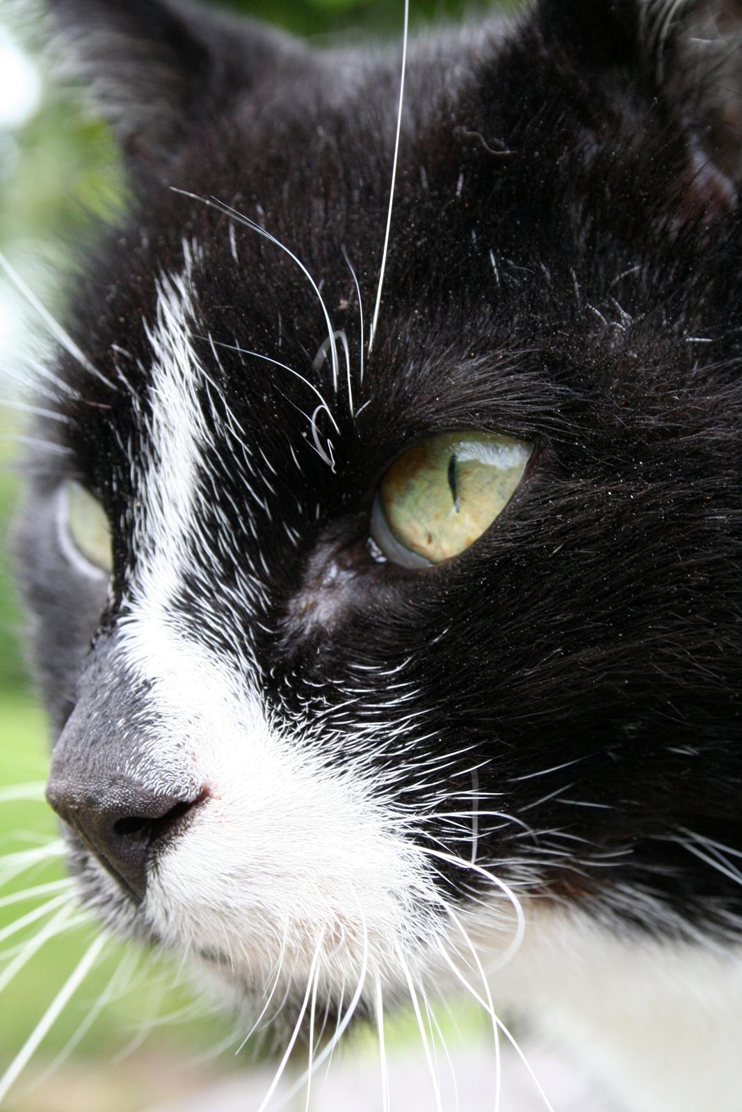 Huskat Schubert - Sommer 2011 billede 2