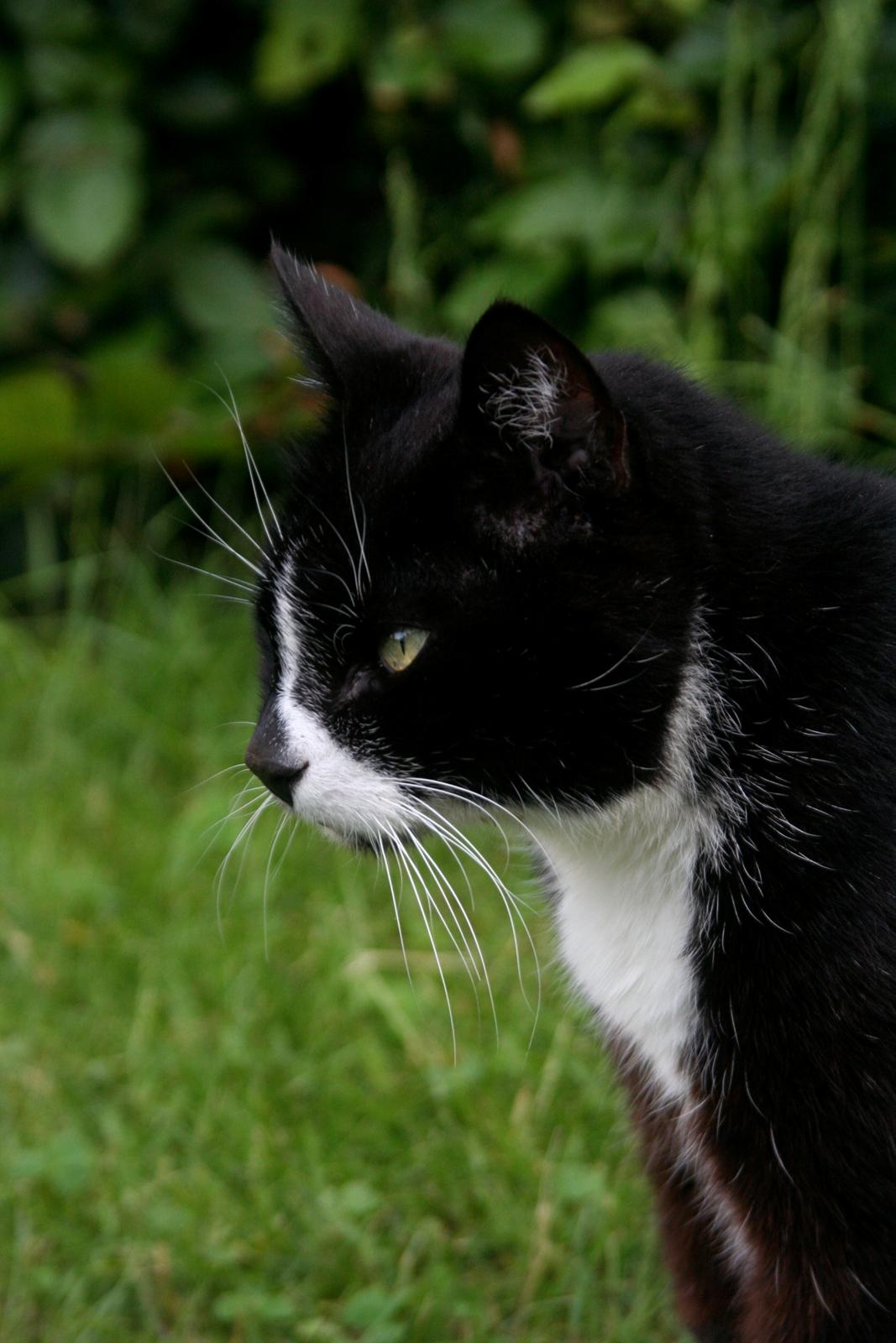 Huskat Schubert billede 3