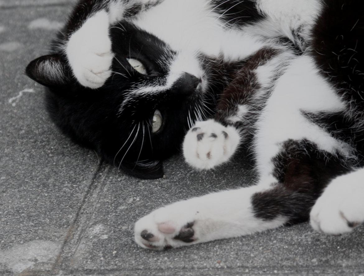 Huskat Schubert billede 4