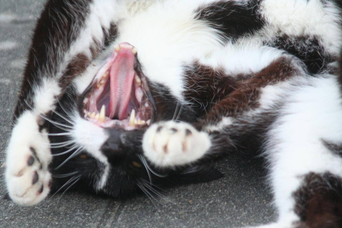 Huskat Schubert billede 5