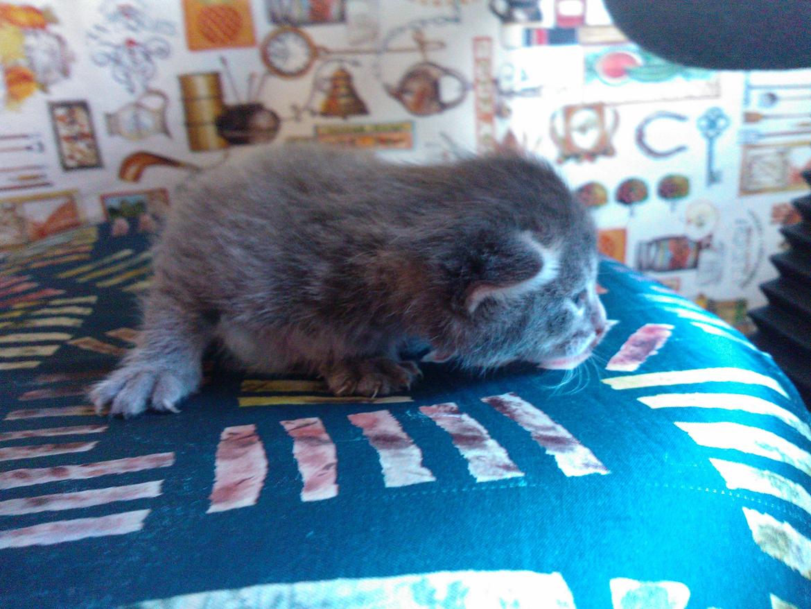 Huskat Milo billede 6