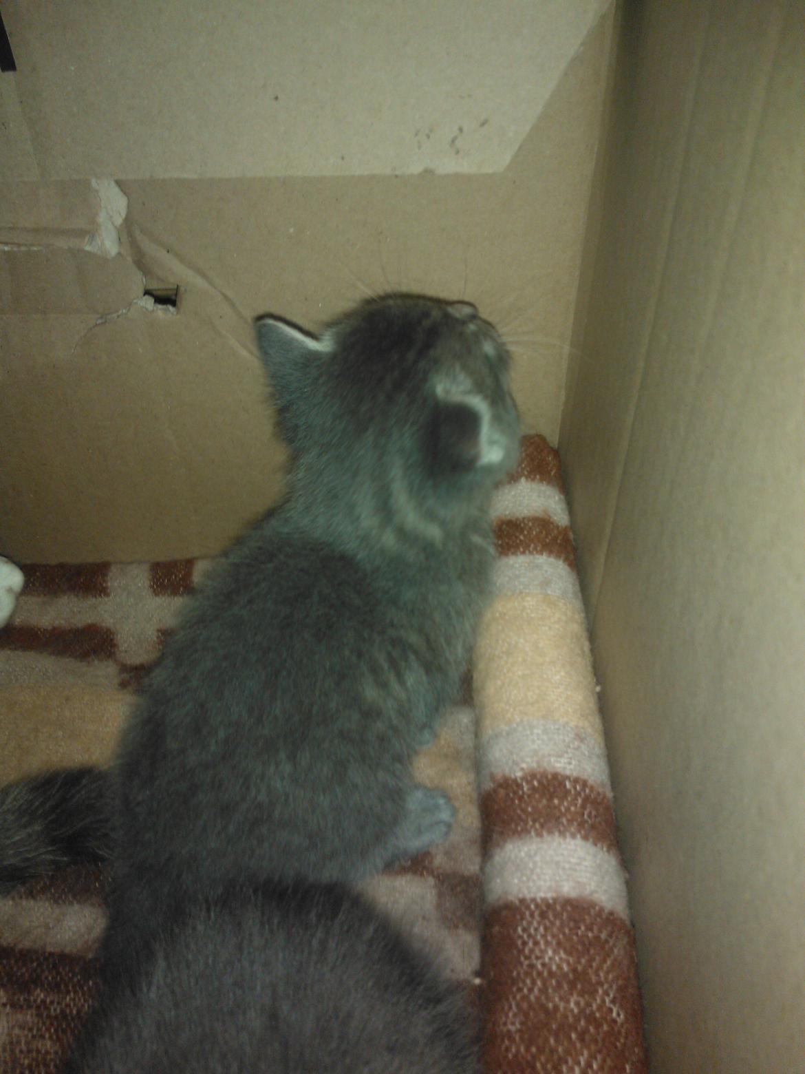 Huskat Milo billede 7