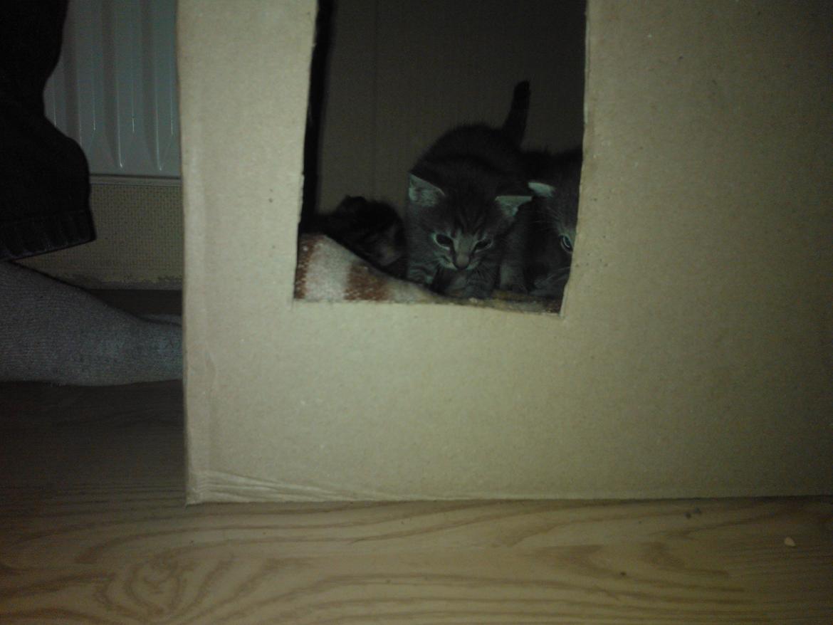 Huskat Milo billede 8