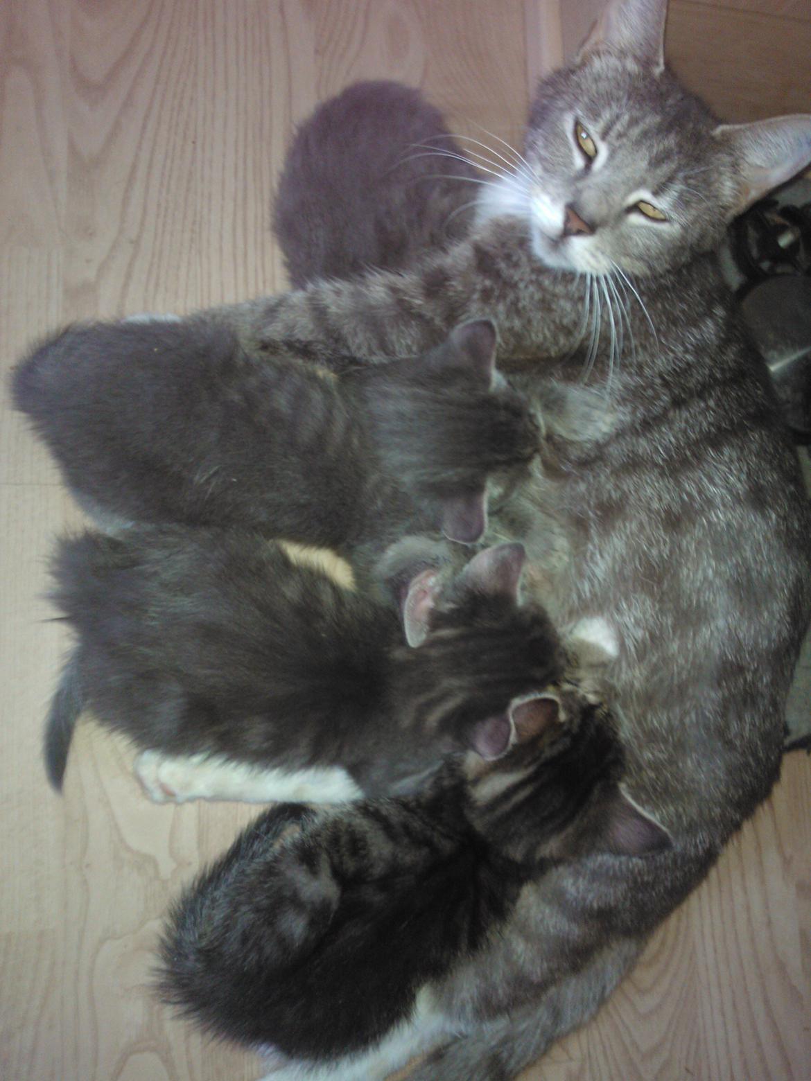 Huskat Milo billede 10