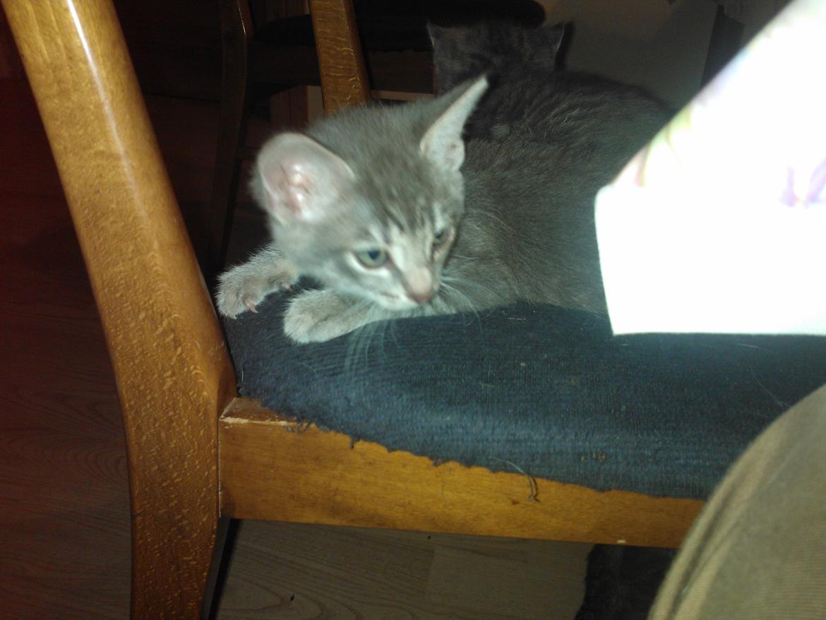 Huskat Milo billede 11