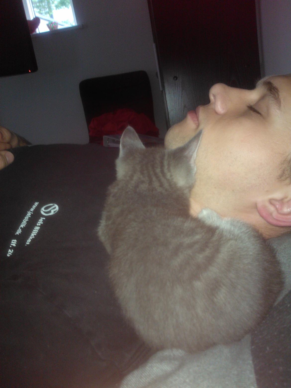 Huskat Milo billede 12