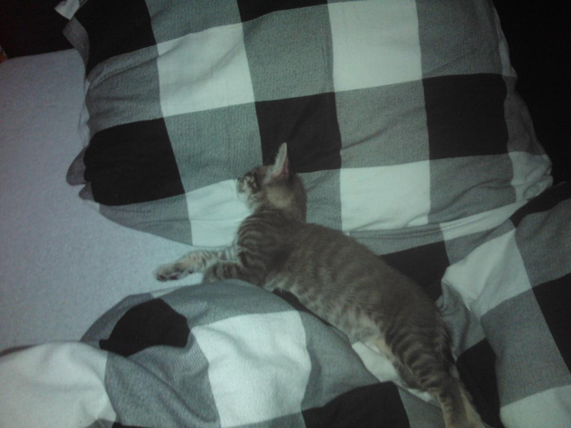 Huskat Milo billede 13