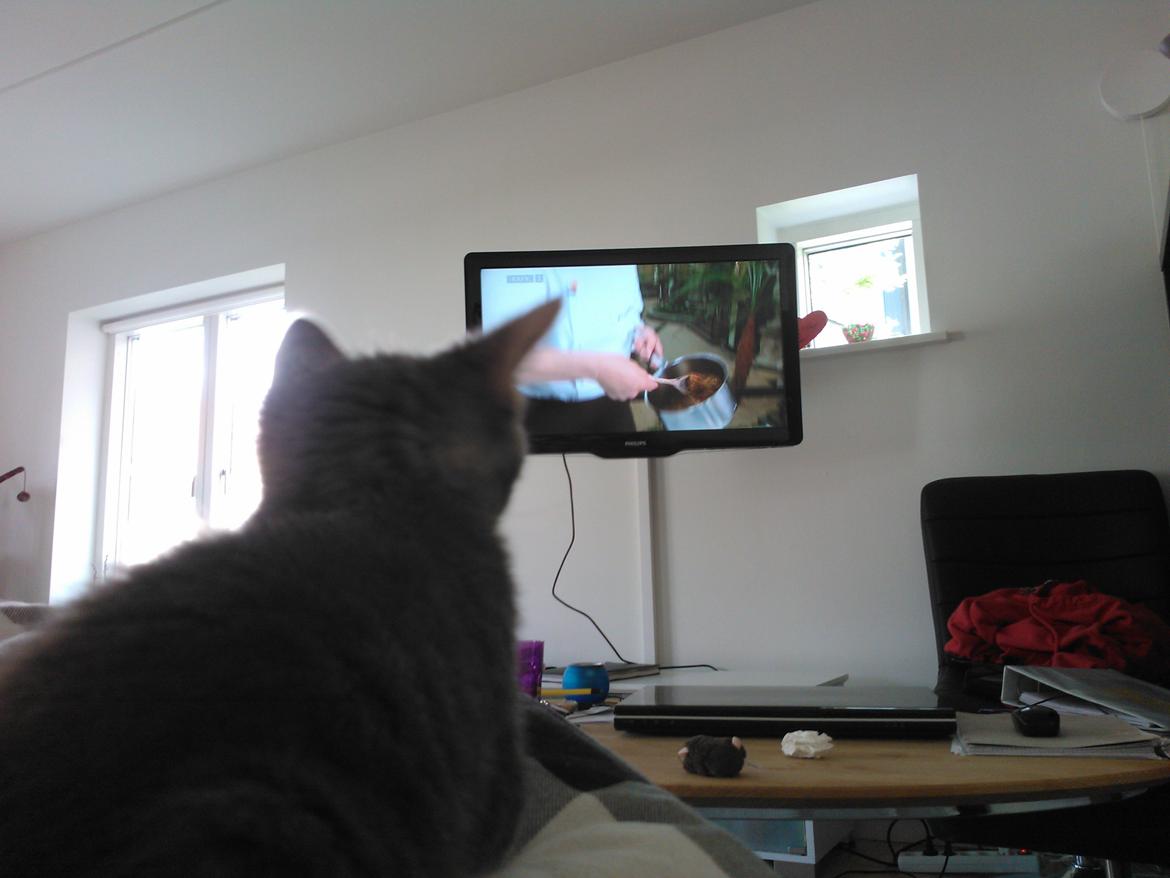 Huskat Milo billede 14