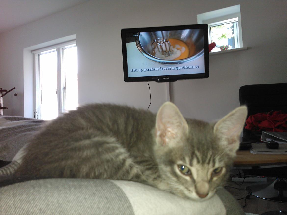 Huskat Milo billede 15