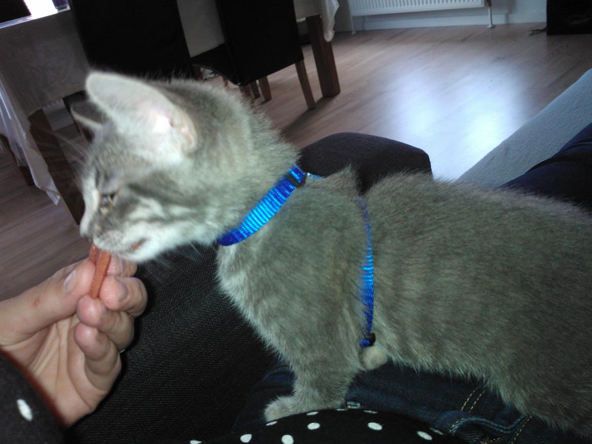 Huskat Milo billede 16