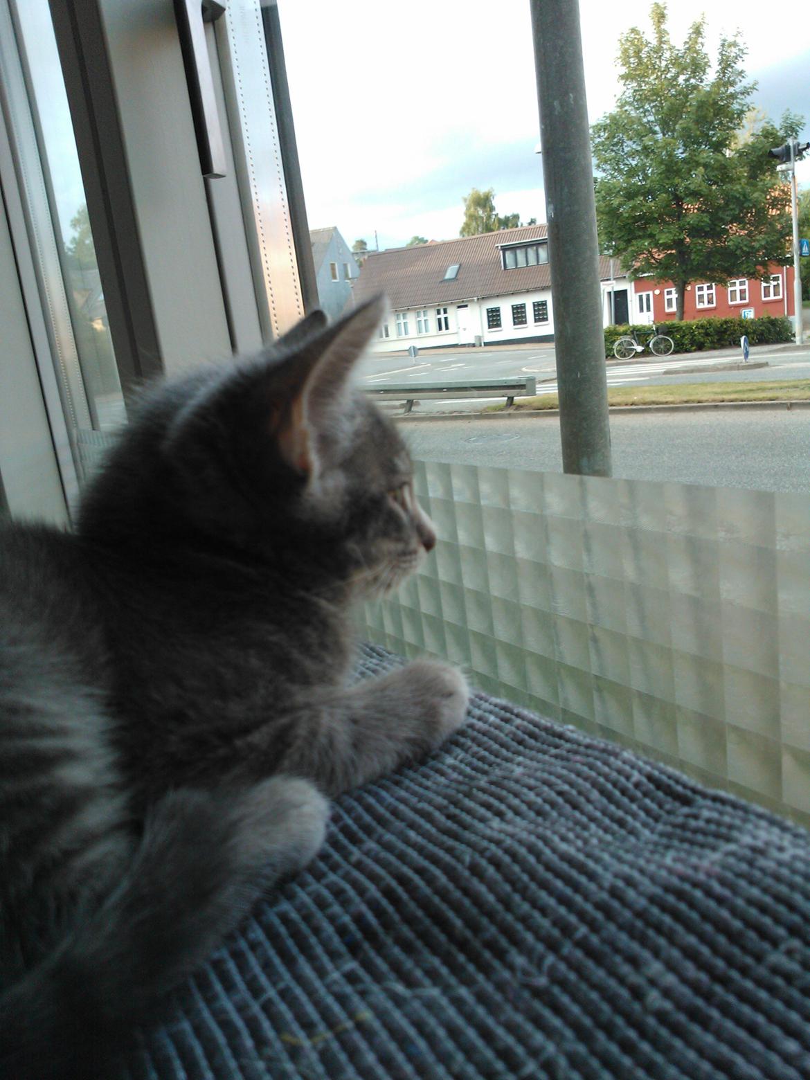 Huskat Milo billede 17