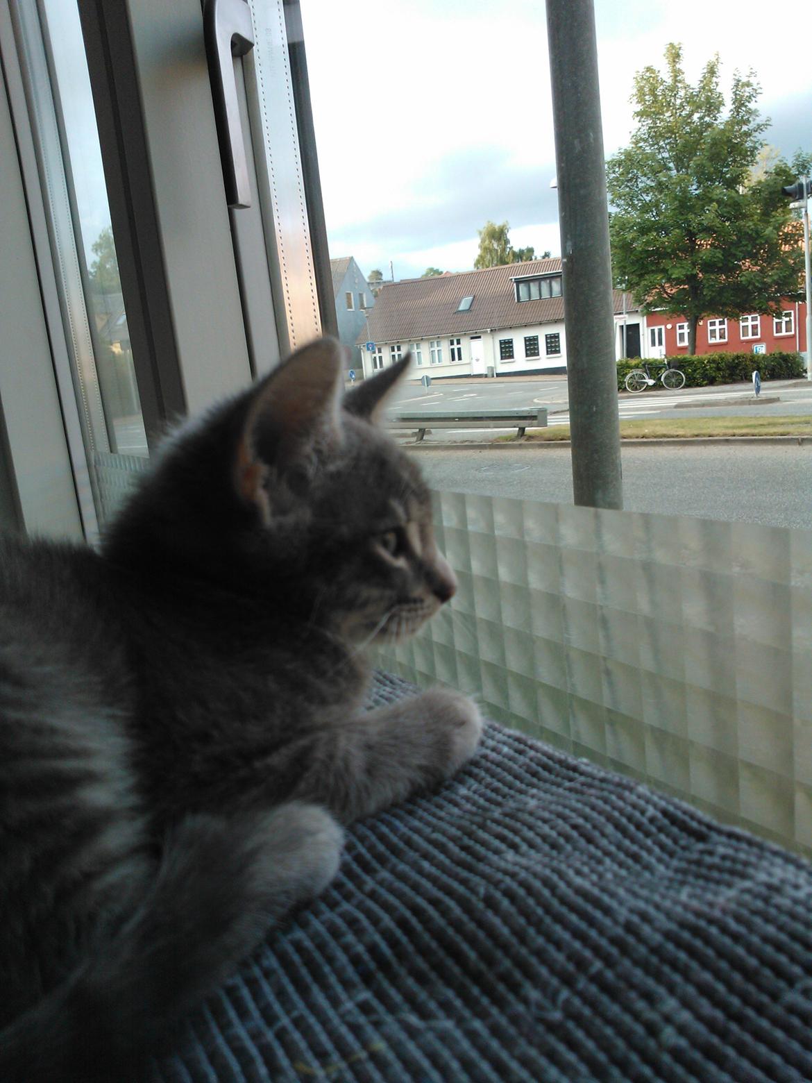 Huskat Milo billede 18