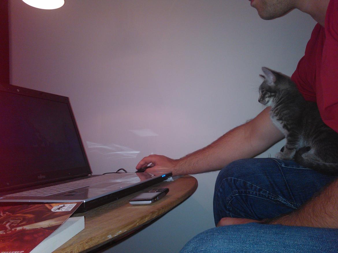 Huskat Milo billede 20