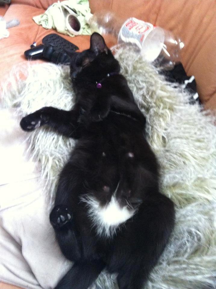 Blanding af racer Irma - Irma med sin tykke mave  billede 1