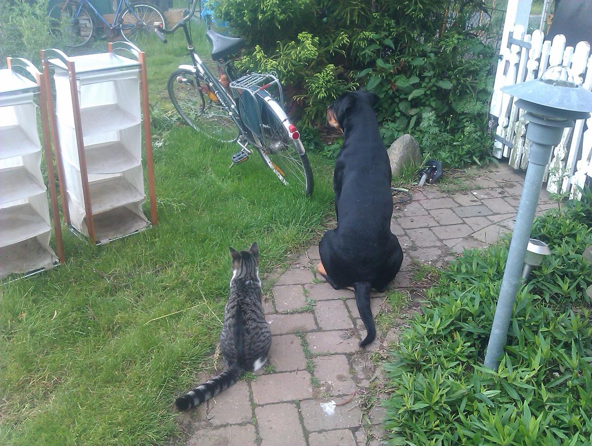 Huskat Mus - vi holder øje med hønsene billede 8