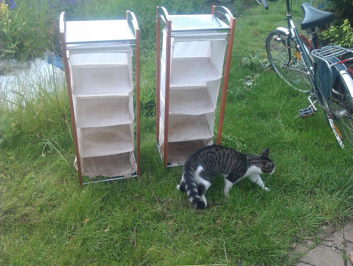 Huskat Mus billede 9