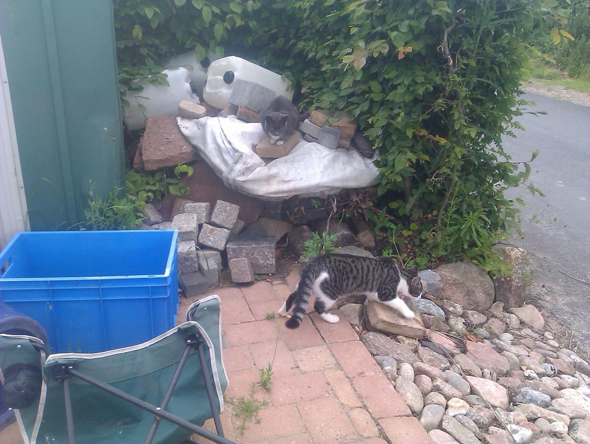 Huskat Mus - ninja forbi bettemis billede 11