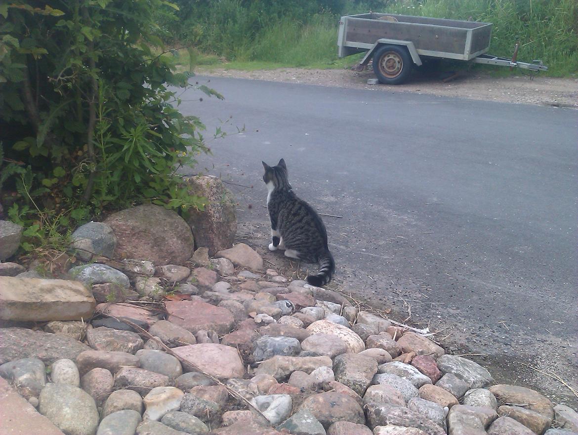 Huskat Mus - holder øje med naboen billede 12
