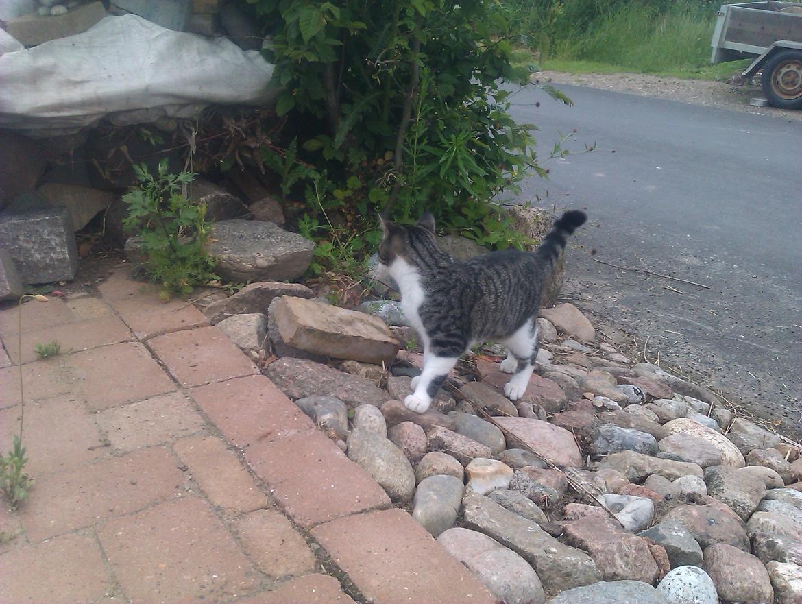 Huskat Mus billede 13