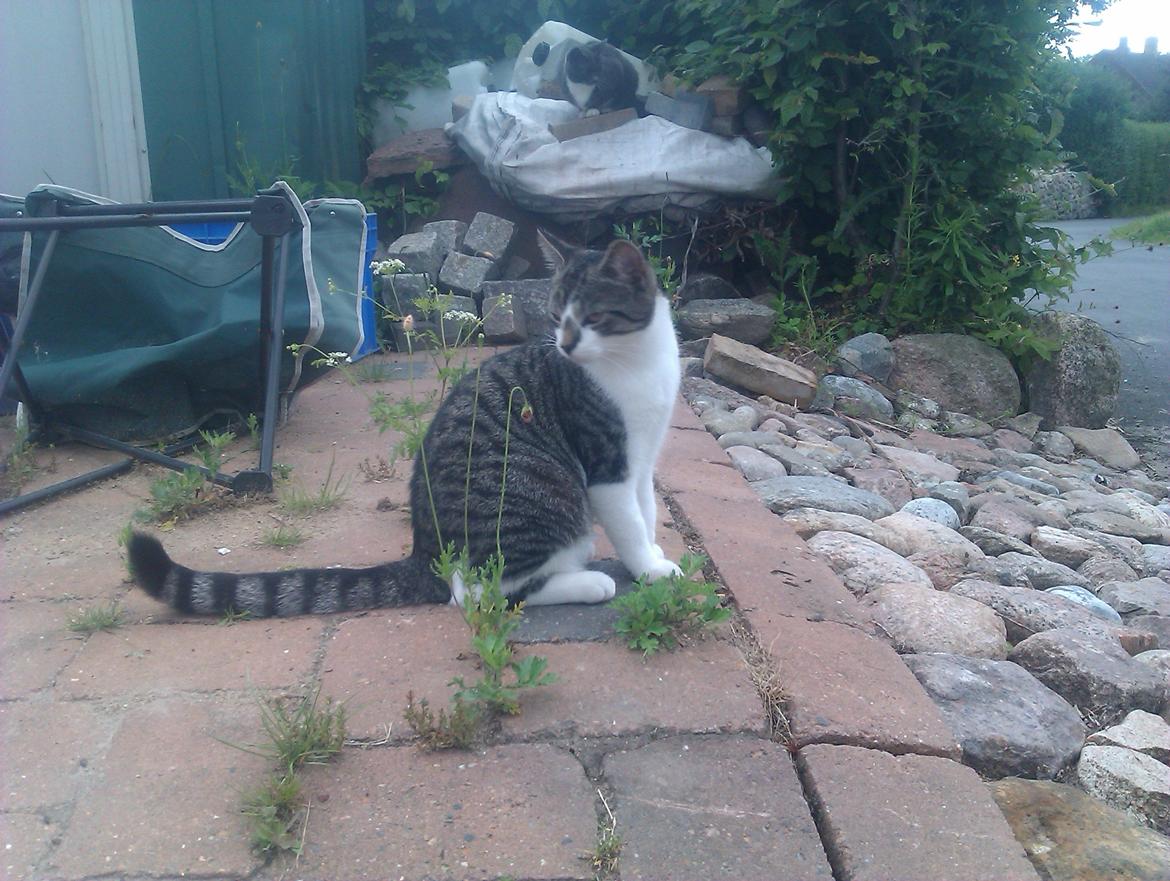 Huskat Mus - sidder lige og ser godt ud billede 14