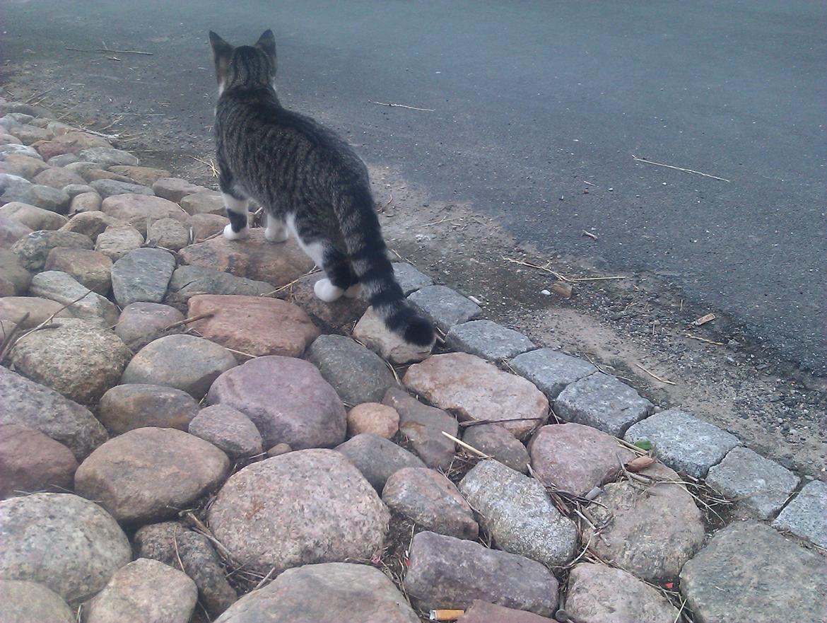 Huskat Mus billede 15