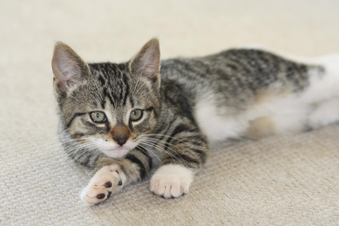 Huskat Mis billede 13