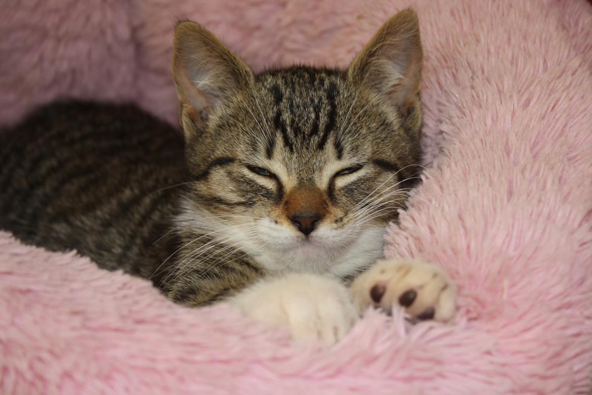 Huskat Mis billede 15