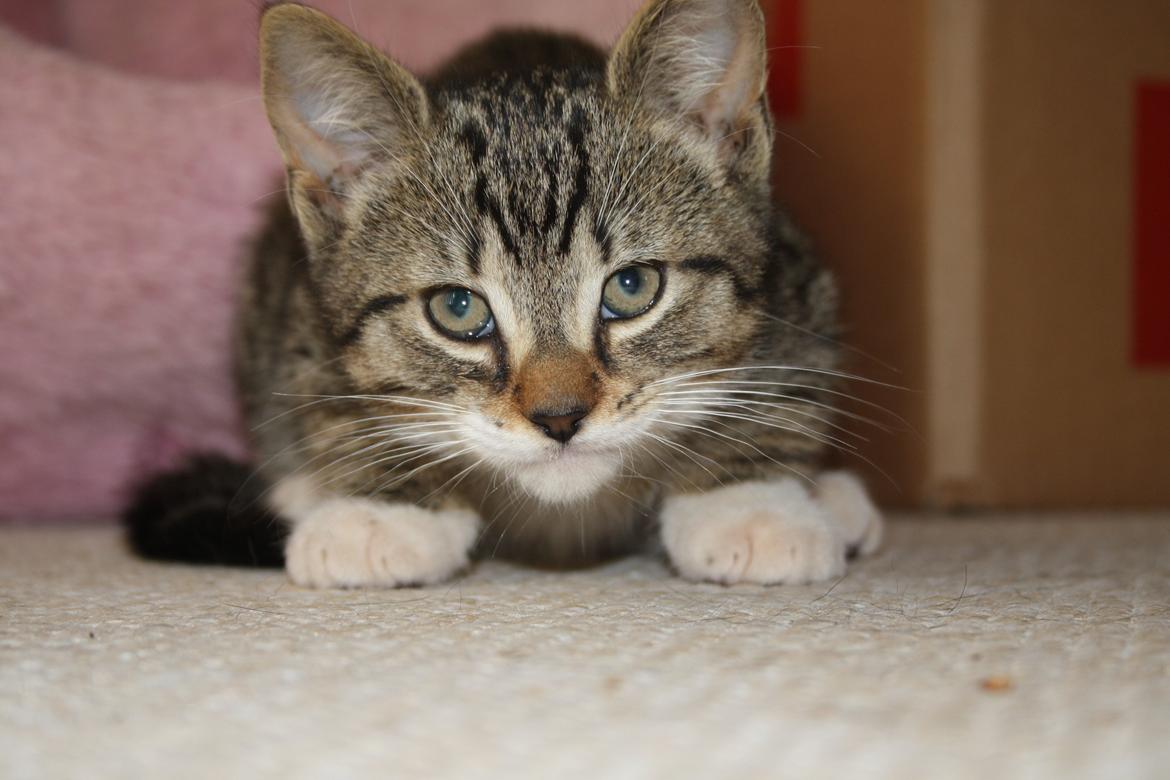 Huskat Mis billede 14