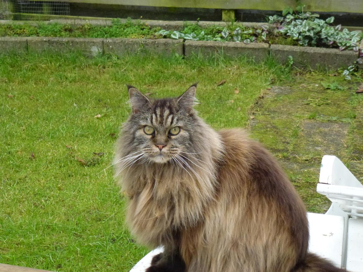 Maine Coon Champagnes Whitney (bonus) billede 1