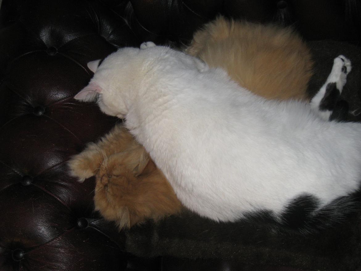 Huskat Kaninskind *20.07 2004* - Kaninskind leger Kluddermor med Rosa. December 2011 billede 2