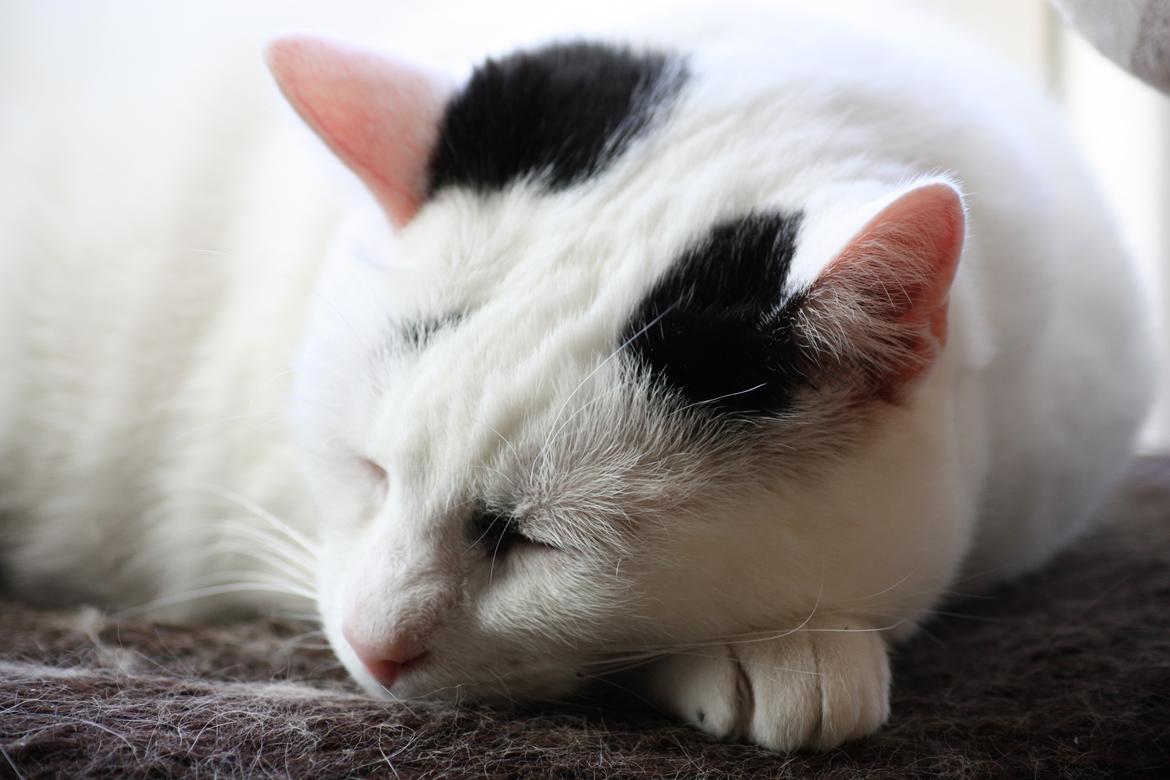 Huskat Kaninskind *20.07 2004* billede 20