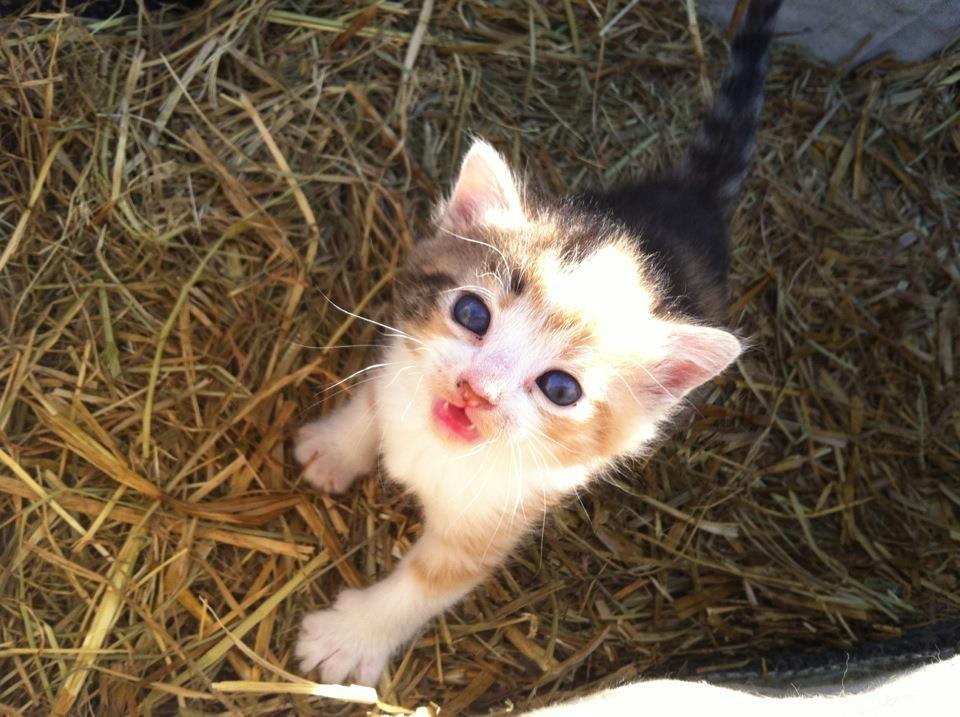 Huskat Sille billede 1