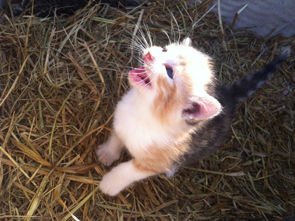 Huskat Sille billede 2