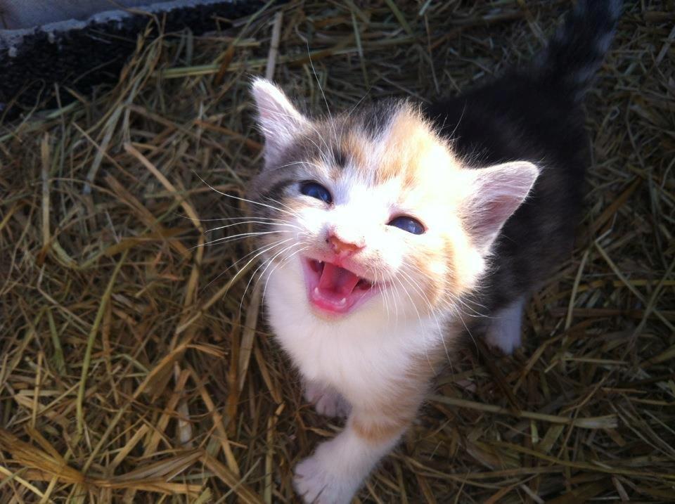 Huskat Sille billede 3